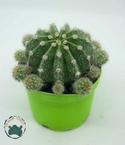 Echinopsis Oxygona Kaynana Topuzu Kaktüsü Bol Yavru Veren Kaktüs 8,5CM Saksı