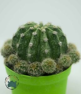 Echinopsis Oxygona Kaynana Topuzu Kaktüsü Bol Yavru Veren Kaktüs 8,5CM Saksı