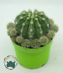 Echinopsis Oxygona Kaynana Topuzu Kaktüsü Bol Yavru Veren Kaktüs 8,5CM Saksı