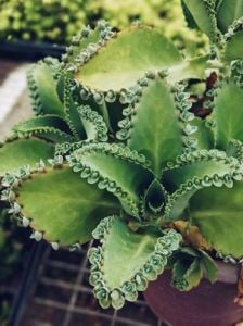 Kalanchoe Laetirens Aşkın Gözyaşları Sukulent Binlerin Anası