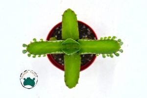 Kalanchoe Laetirens Aşkın Gözyaşları Sukulent Binlerin Anası