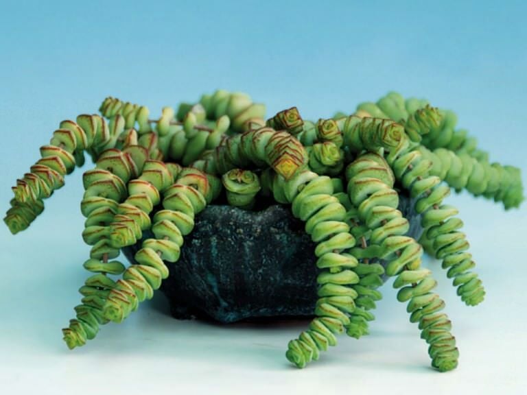 Crassula Marnieriana Tırtıl Sukulent