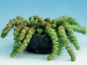 Crassula Marnieriana Tırtıl Sukulent
