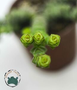 Crassula Marnieriana Tırtıl Sukulent