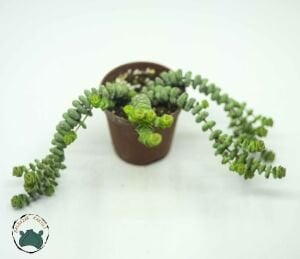 Crassula Marnieriana Tırtıl Sukulent