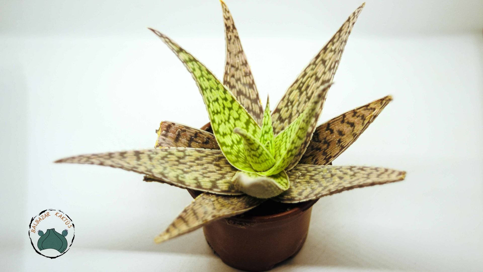 Aloe White Beauty Sukulent 12 CM Saksıda