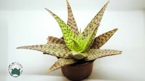 Aloe White Beauty Sukulent 12 CM Saksıda