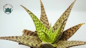 Aloe White Beauty Sukulent 12 CM Saksıda