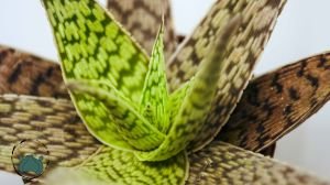 Aloe White Beauty Sukulent 12 CM Saksıda