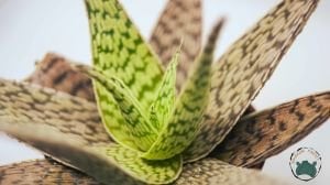 Aloe White Beauty Sukulent 12 CM Saksıda