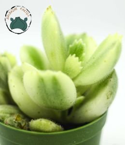 Cotyledon Ladismithiensis Variegata Ayı Pençesi Sukulent 5,5cm saksıda