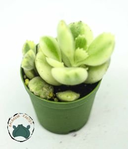 Cotyledon Ladismithiensis Variegata Ayı Pençesi Sukulent 5,5cm saksıda