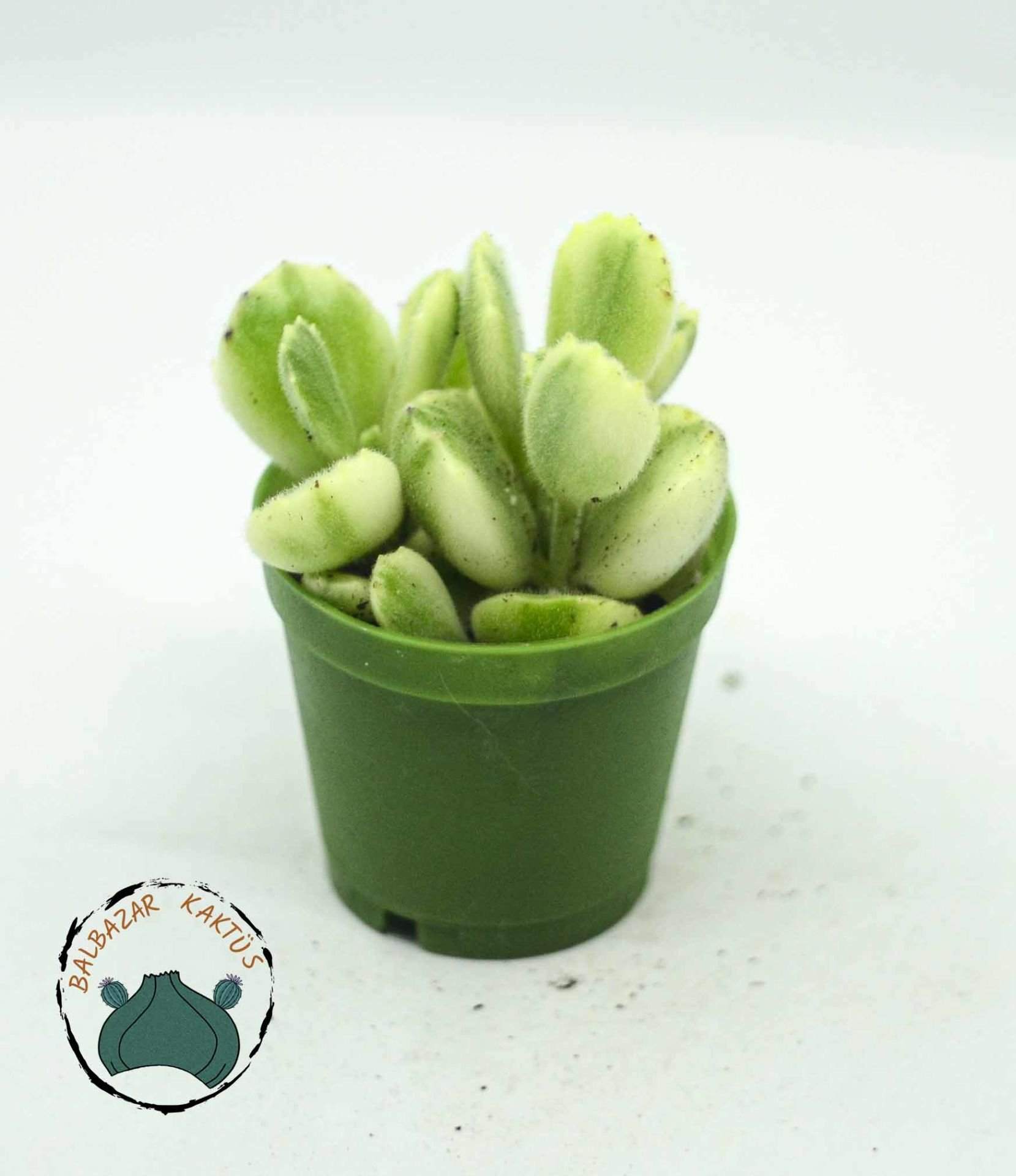 Cotyledon Ladismithiensis Variegata Ayı Pençesi Sukulent 5,5cm saksıda