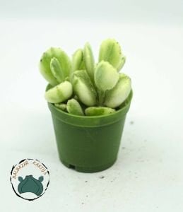 Cotyledon Ladismithiensis Variegata Ayı Pençesi Sukulent 5,5cm saksıda