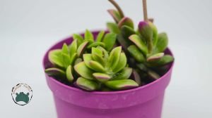 Anacampceros Rufescens Sunrise Variegata Sukulent Pembe Yeşil Sarı Yapraklı 8,5cm Saksı
