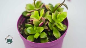 Anacampceros Rufescens Sunrise Variegata Sukulent Pembe Yeşil Sarı Yapraklı 8,5cm Saksı