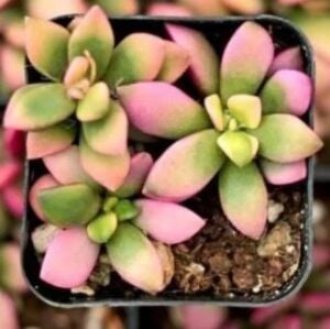 Anacampceros Rufescens Sunrise Variegata Sukulent Pembe Yeşil Sarı Yapraklı 8,5cm Saksı