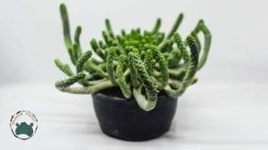 Euphorbia Flanaganii Cristata Sukulent Medusa Başı Ahtapot Kaktüsü 16cm Saksıda