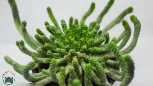 Euphorbia Flanaganii Cristata Sukulent Medusa Başı Ahtapot Kaktüsü 16cm Saksıda