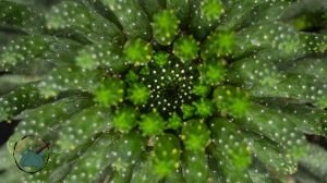 Euphorbia Flanaganii Cristata Sukulent Medusa Başı Ahtapot Kaktüsü 16cm Saksıda