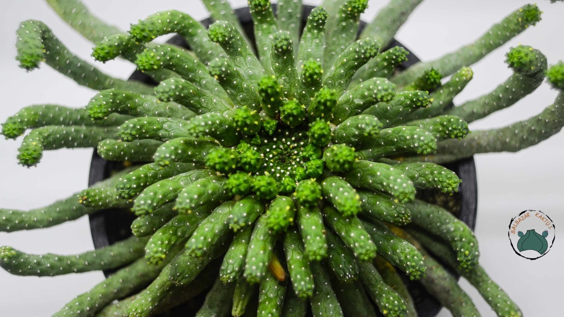 Euphorbia Flanaganii Cristata Sukulent Medusa Başı Ahtapot Kaktüsü 16cm Saksıda