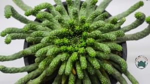 Euphorbia Flanaganii Cristata Sukulent Medusa Başı Ahtapot Kaktüsü 16cm Saksıda