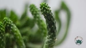 Euphorbia Flanaganii Cristata Sukulent Medusa Başı Ahtapot Kaktüsü 16cm Saksıda