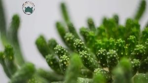 Euphorbia Flanaganii Cristata Sukulent Medusa Başı Ahtapot Kaktüsü 16cm Saksıda