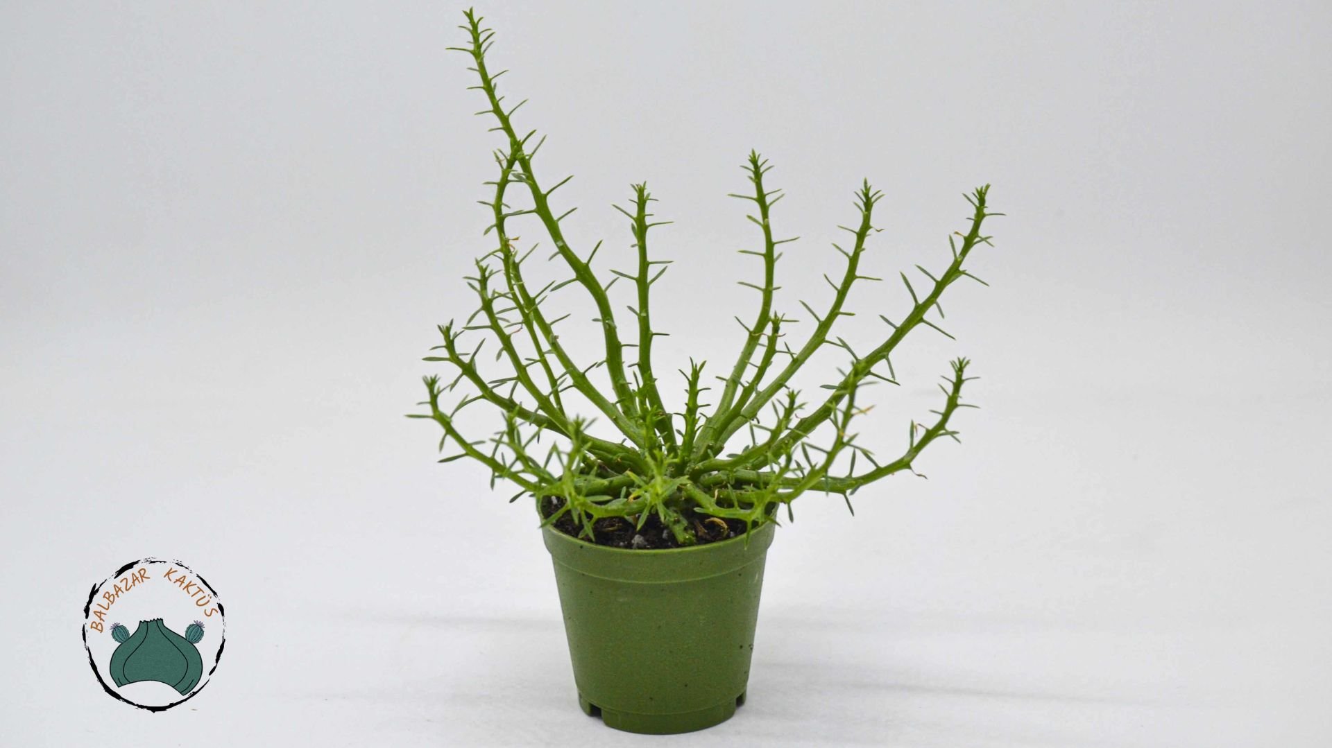 Euphorbia Flanaganii Sukulent Medusa Başı Ahtapot Kaktüsü