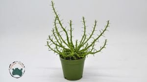 Euphorbia Flanaganii Sukulent Medusa Başı Ahtapot Kaktüsü