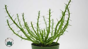Euphorbia Flanaganii Sukulent Medusa Başı Ahtapot Kaktüsü