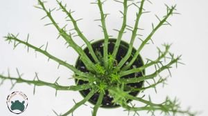 Euphorbia Flanaganii Sukulent Medusa Başı Ahtapot Kaktüsü