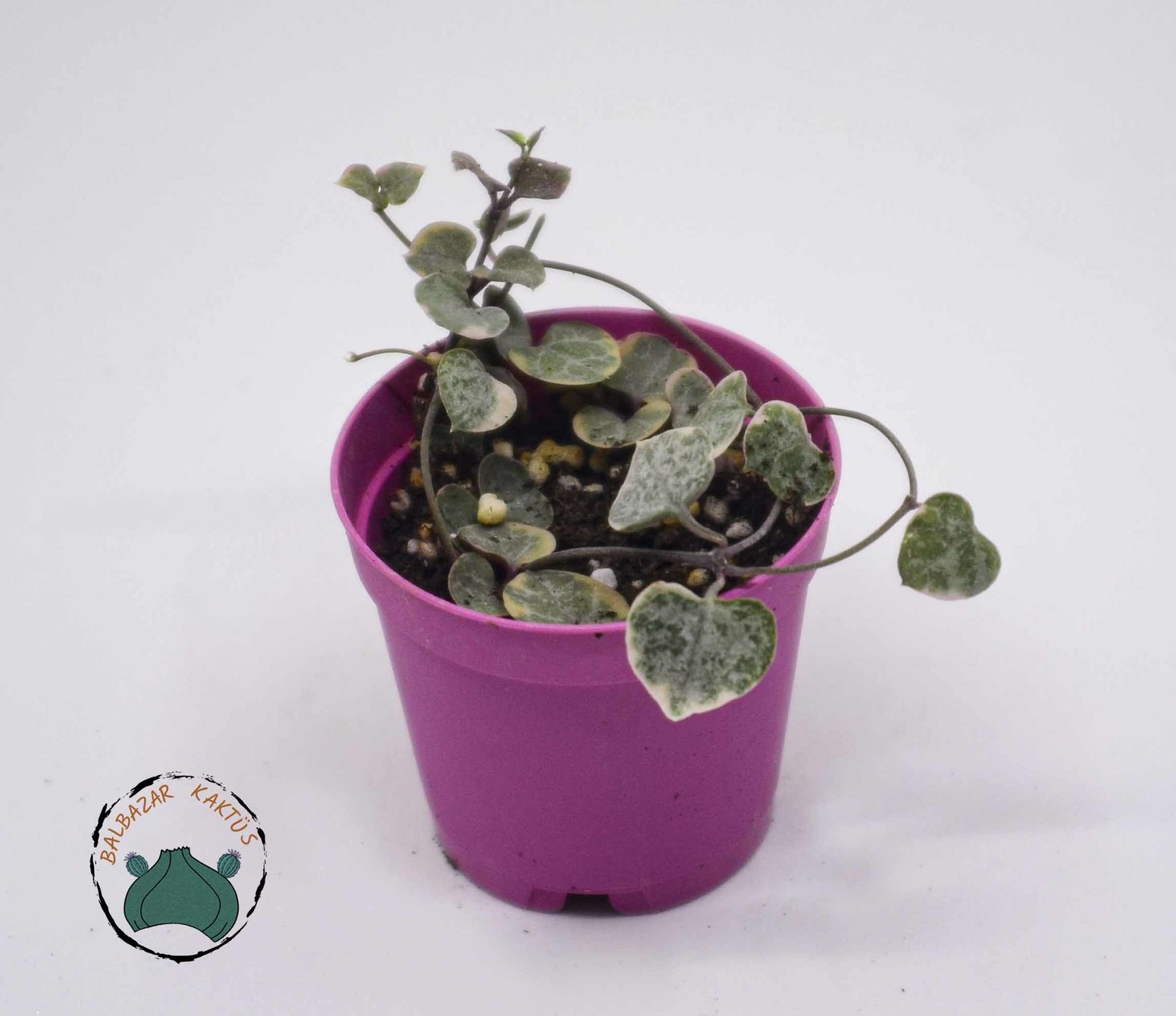 Ceropegia Woodii Variegata (Pembe Kalp Kalbe Karşı Çiçeği) 5,5cm Saksıda