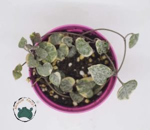 Ceropegia Woodii Variegata (Pembe Kalp Kalbe Karşı Çiçeği) 5,5cm Saksıda