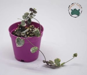 Ceropegia Woodii Variegata (Pembe Kalp Kalbe Karşı Çiçeği) 5,5cm Saksıda