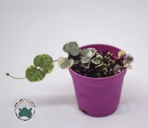 Ceropegia Woodii Variegata (Pembe Kalp Kalbe Karşı Çiçeği) 5,5cm Saksıda