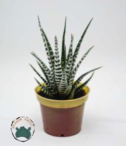 Haworthia Fasciata Alba - Beyaz Zebra Benekli Sukulent