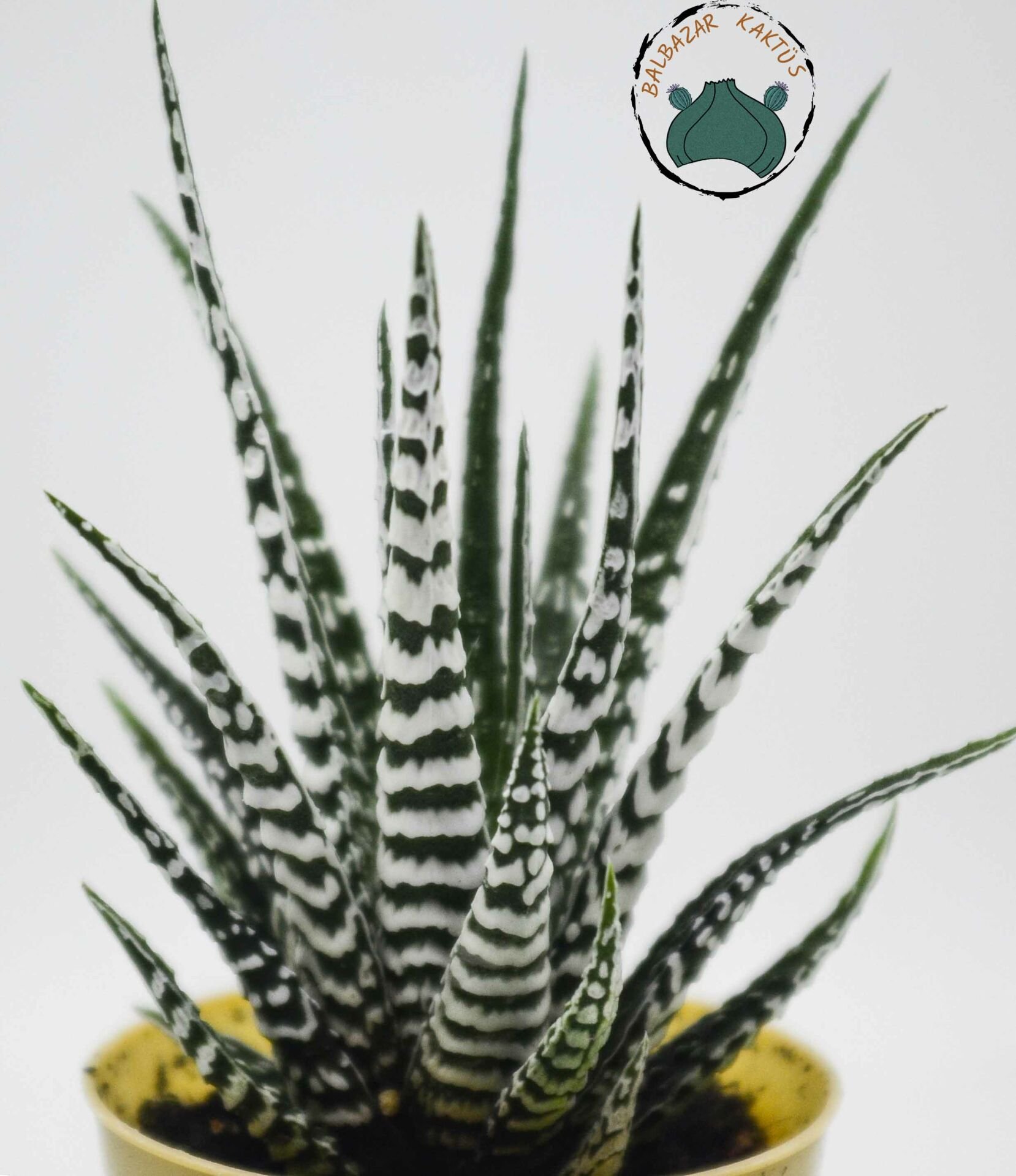 Haworthia Fasciata Alba - Beyaz Zebra Benekli Sukulent
