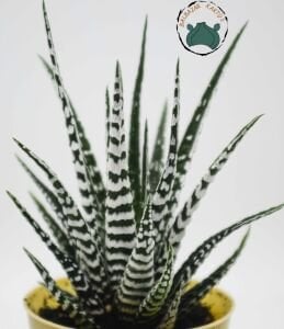 Haworthia Fasciata Alba - Beyaz Zebra Benekli Sukulent
