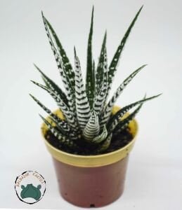 Haworthia Fasciata Alba - Beyaz Zebra Benekli Sukulent