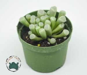 Fenestraria Rhopalophylla Bebek Parmağı Sukulenti Taş Kaktüs