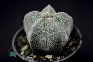 Astrophytum Myriostigma Kaktüs Koleksiyonluk Tür  5,5cm Saksıda