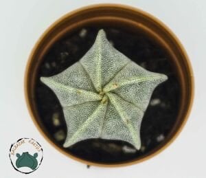 Astrophytum Myriostigma Kaktüs Koleksiyonluk Tür  5,5cm Saksıda