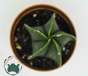 Astrophytum Myriostigma Nudum Kaktüs Koleksiyonluk Tür  5,5cmlik Saksıda