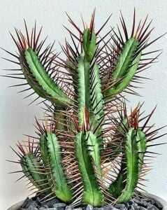 Euphorbia Enopla Sukulent Harika Formda Kırmızı Dikenli Süt Kaktüsü 8.5cm Saksıda
