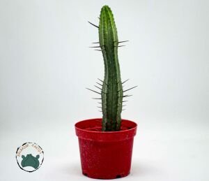 Euphorbia Enopla Sukulent Harika Formda Kırmızı Dikenli Süt Kaktüsü 8.5cm Saksıda
