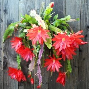 Atlas Çiçeği Epiphyllum Selenicereus Anthonyanus Orkide Kaktüsü 5,5CM Saksıda