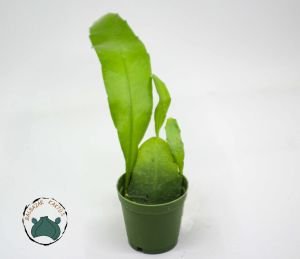 Atlas Çiçeği Epiphyllum Selenicereus Anthonyanus Orkide Kaktüsü 5,5CM Saksıda
