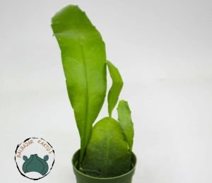 Atlas Çiçeği Epiphyllum Selenicereus Anthonyanus Orkide Kaktüsü 5,5CM Saksıda