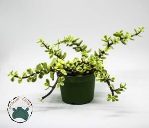 Jade Portulacaria Afra Variegata Sukulent - Cüce Yeşim Ağacı 8,5cm Saksıda